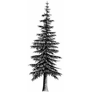 Sweet Poppy: Stampscapes - Single Pine Tree - Polymer
