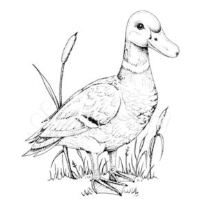 Duck Stamp
