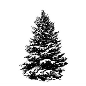 Snowy Fir