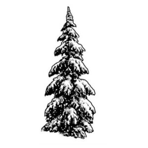 Snowy Pine