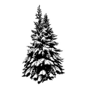 Snowy Trees