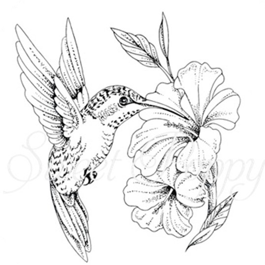 Hummingbird Stamp